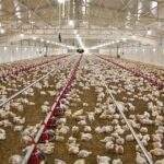 رشد ۵۸ درصدی جوجهریزی در مرغداریهای بوشهر