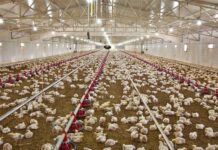 رشد ۵۸ درصدی جوجهریزی در مرغداریهای بوشهر