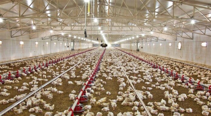 رشد ۵۸ درصدی جوجهریزی در مرغداریهای بوشهر