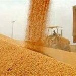 خرید ۳۲ هزار تن محصول گندم از کشاورزان بوشهری