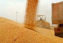 خرید ۳۲ هزار تن محصول گندم از کشاورزان بوشهری