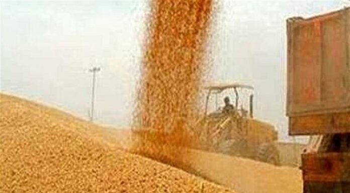 خرید ۳۲ هزار تن محصول گندم از کشاورزان بوشهری