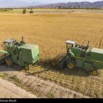 برداشت گندم در استان بوشهر از ۵۴ هزار تن گذشت