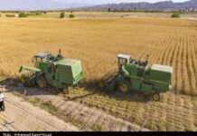 برداشت گندم در استان بوشهر از ۵۴ هزار تن گذشت