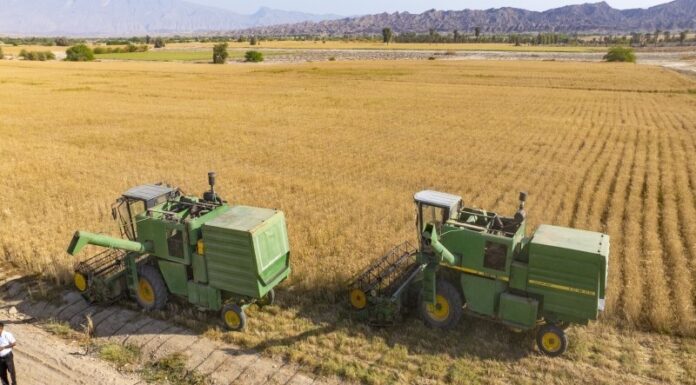 برداشت گندم در استان بوشهر از ۵۴ هزار تن گذشت