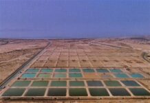 ذخیره ۱.۳ میلیارد بچه میگو در مراکز پرورشی بوشهر