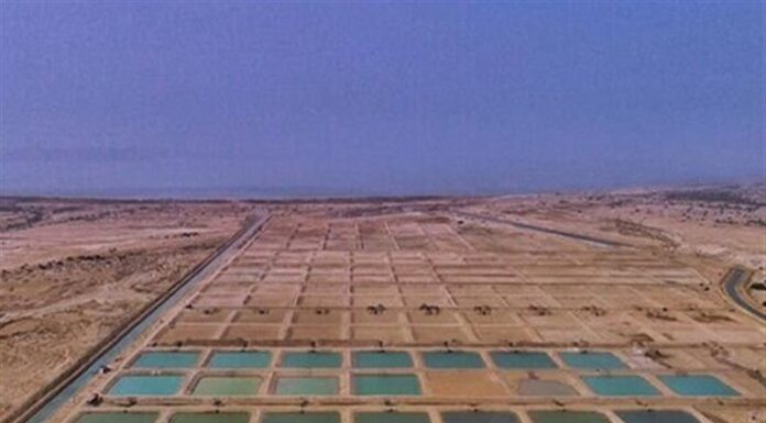 ذخیره ۱.۳ میلیارد بچه میگو در مراکز پرورشی بوشهر