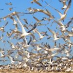 مهاجرت ۱۰۰ هزار قطعه پرنده به بوشهر/ سرشماری در جزایر آغاز شد