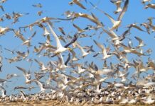 مهاجرت ۱۰۰ هزار قطعه پرنده به بوشهر/ سرشماری در جزایر آغاز شد