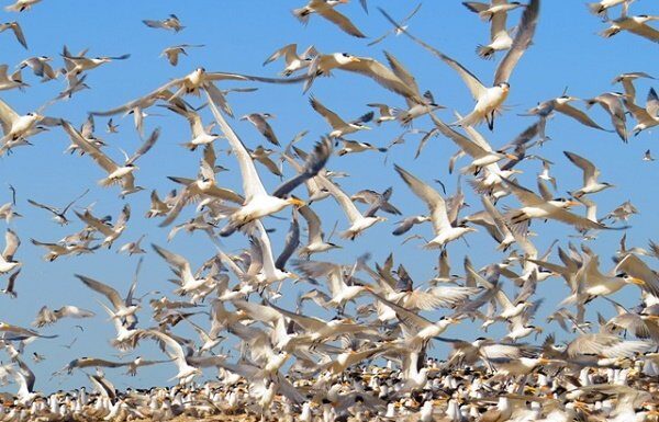 مهاجرت ۱۰۰ هزار قطعه پرنده به بوشهر/ سرشماری در جزایر آغاز شد