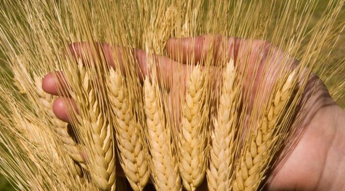 ۵۵ هزار تن گندم در استان بوشهر برداشت و خریداری شد