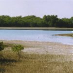 کاشت نهال حرا در ۵۰۰ هکتار سواحل بوشهر