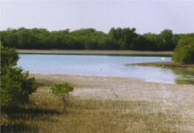 کاشت نهال حرا در ۵۰۰ هکتار سواحل بوشهر