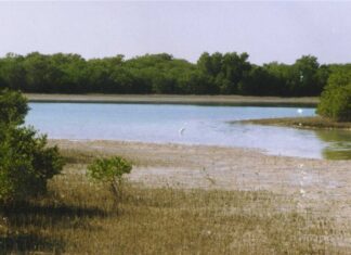 کاشت نهال حرا در ۵۰۰ هکتار سواحل بوشهر