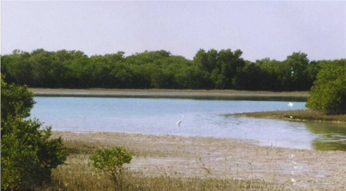 کاشت نهال حرا در ۵۰۰ هکتار سواحل بوشهر