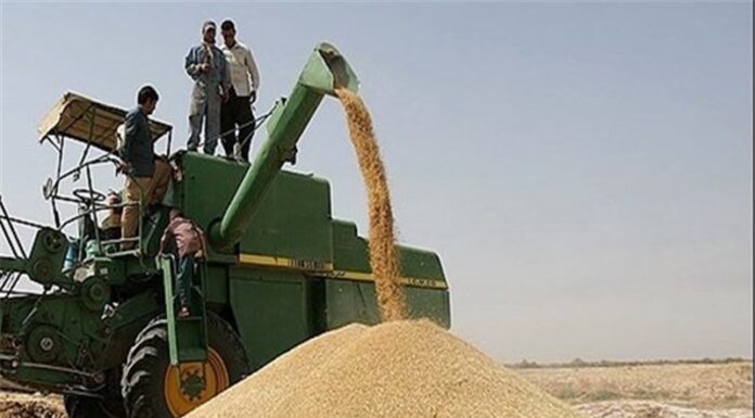 پرداخت ۶۶۹ میلیارد تومان از مطالبات گندمکاران بوشهر