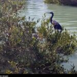 افزایش مساحت “جنگلهای حرا” در ۳ استان جنوبی کشور