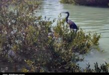 افزایش مساحت “جنگلهای حرا” در ۳ استان جنوبی کشور