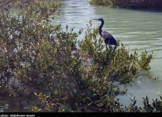 افزایش مساحت “جنگلهای حرا” در ۳ استان جنوبی کشور