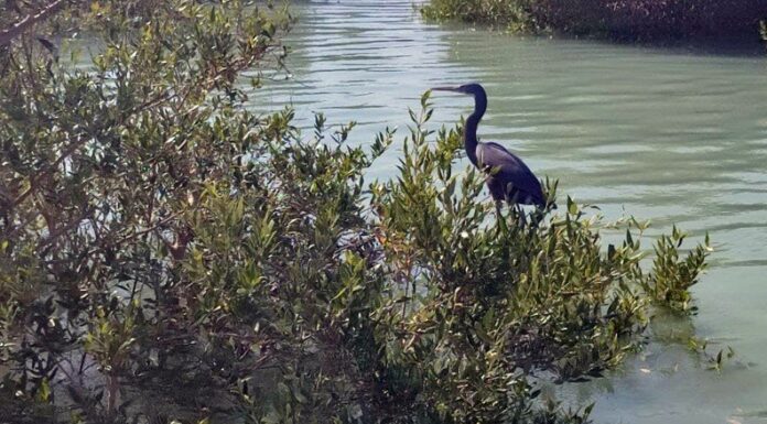 افزایش مساحت “جنگلهای حرا” در ۳ استان جنوبی کشور