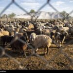 واکسیناسیون رایگان دام بومی، صنعتی و طیور در استان بوشهر