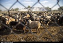 واکسیناسیون رایگان دام بومی، صنعتی و طیور در استان بوشهر