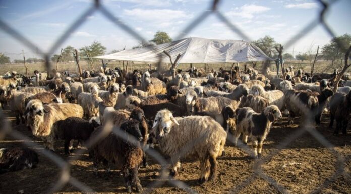 واکسیناسیون رایگان دام بومی، صنعتی و طیور در استان بوشهر