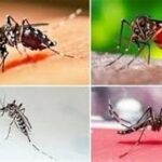 گسترش محدوده پشه آئدس در استان بوشهر/ شناسایی ۴ بیمار