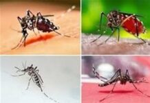 گسترش محدوده پشه آئدس در استان بوشهر/ شناسایی ۴ بیمار