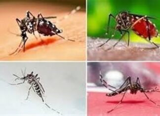 گسترش محدوده پشه آئدس در استان بوشهر/ شناسایی ۴ بیمار