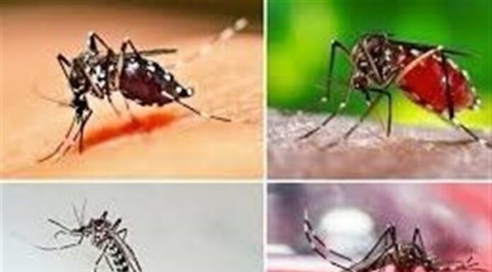 گسترش محدوده پشه آئدس در استان بوشهر/ شناسایی ۴ بیمار