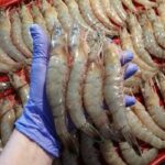 بوشهر بزرگترین تولیدکننده میگوی پرورشی