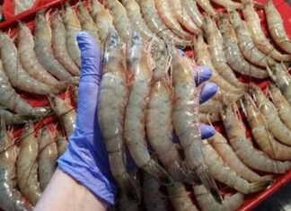 بوشهر بزرگترین تولیدکننده میگوی پرورشی