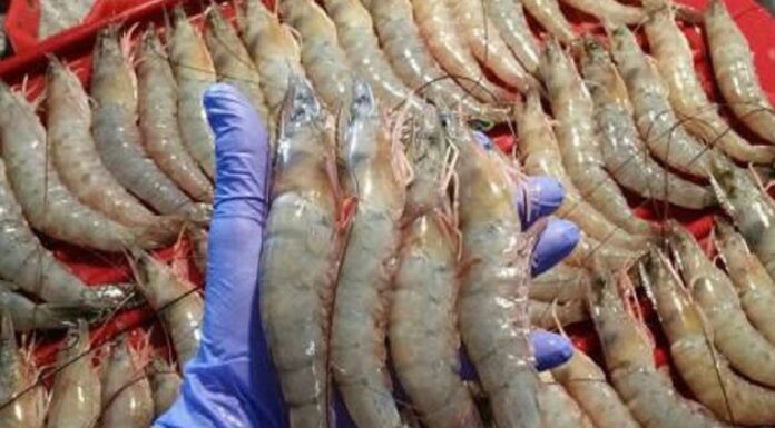 بوشهر بزرگترین تولیدکننده میگوی پرورشی