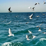 سواحل استان بوشهر متلاطم است