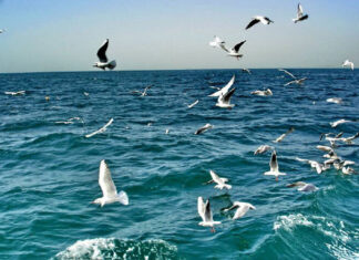 سواحل استان بوشهر متلاطم است