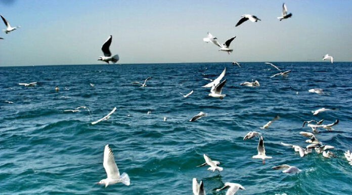 سواحل استان بوشهر متلاطم است