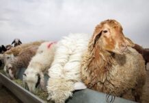 وقوع سرقت احشام در استان بوشهر کاهش یافت/ دستگیری ۲۸ نفر