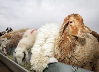 وقوع سرقت احشام در استان بوشهر کاهش یافت/ دستگیری ۲۸ نفر