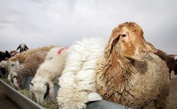 وقوع سرقت احشام در استان بوشهر کاهش یافت/ دستگیری ۲۸ نفر