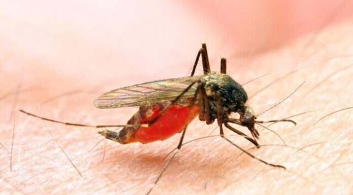 همکاری همه سازمانها و نهادها در مقابله با پشه آئدس لازم است