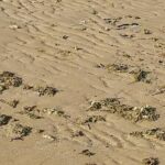 آلودگی نفتی در ساحل گناوه مشاهده نشد/ تصاویر مربوط به جلبکها است