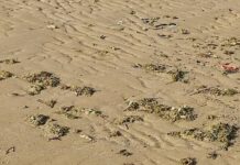 آلودگی نفتی در ساحل گناوه مشاهده نشد/ تصاویر مربوط به جلبکها است