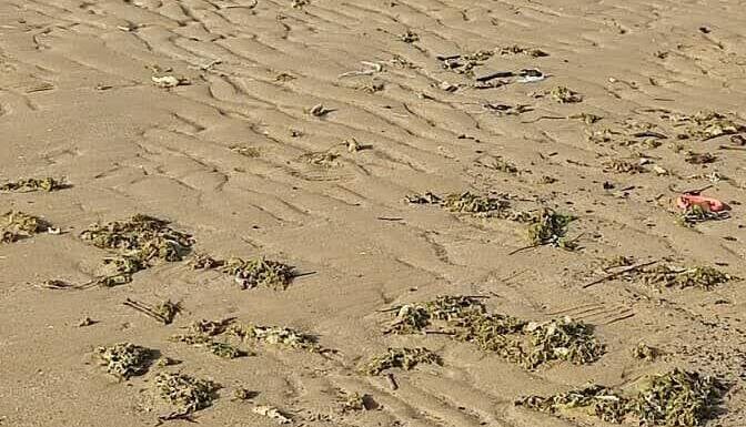 آلودگی نفتی در ساحل گناوه مشاهده نشد/ تصاویر مربوط به جلبکها است