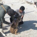 واکسیناسیون سگهای صاحبدار استان بوشهر علیه بیماری هاری