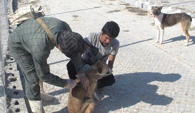 واکسیناسیون سگهای صاحبدار استان بوشهر علیه بیماری هاری