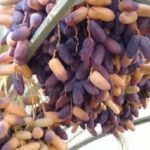 برداشت محصول نوبرانه از نخیلات استان بوشهر آغاز شد