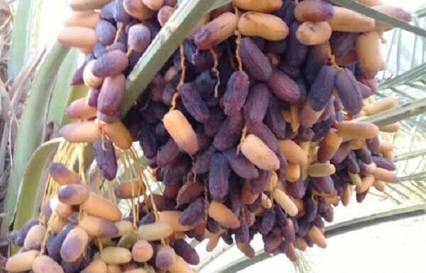 برداشت محصول نوبرانه از نخیلات استان بوشهر آغاز شد