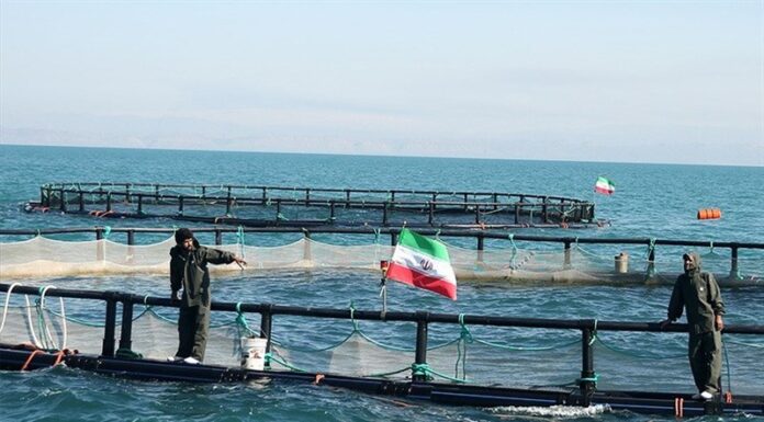 تولید آبزیان با سرمایهگذاری ۹۸۸ میلیارد در بوشهر