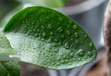 ثبت رطوبت بیش از ۷۰ درصد در هشت شهر استان بوشهر